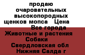 продаю очаровательных высокопородных щенков мопса › Цена ­ 20 000 - Все города Животные и растения » Собаки   . Свердловская обл.,Нижняя Салда г.